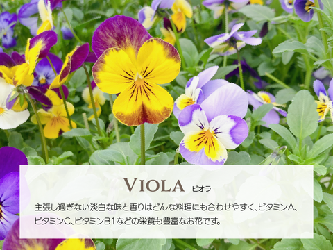 エディブルフラワー】ビオラ・化学肥料/農薬不使用の安心して