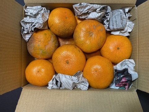 【規格外】【加工用】暴れん坊の甘平、見た目は荒れても味は嘘をつかない  加工にするなら、シッカリ酸味の残ったこの時期限定！