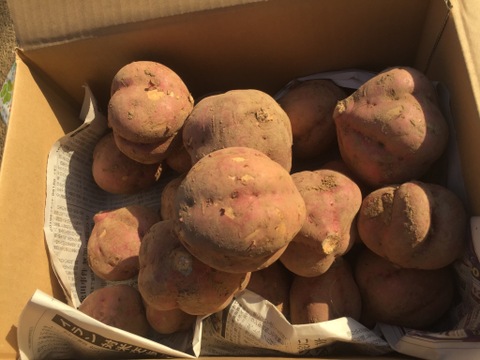 ★お買い得★《ポタージュ&スイーツ向き》安納芋5kg【長崎五島産】