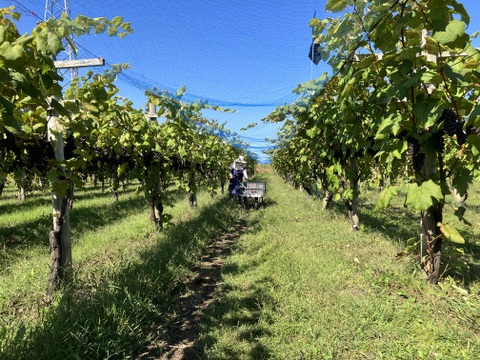 【家計応援】まとめ買いスチューベン 5kg（優品）