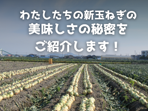【極甘ジューシー】淡路島 春の新玉ねぎ 5kg箱 約15～20個入
