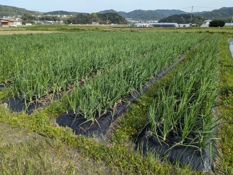 【玄海丸】皮むき玉ねぎ　福岡産　4.9kg
