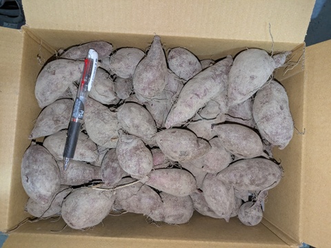 【規格外】鮮やかな紫色！　小さめの紫芋　（あやむらさき）