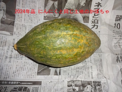 【今が旬】大きさと味に感動！安心安全の農法で育てたジャンボにんにく【一房】