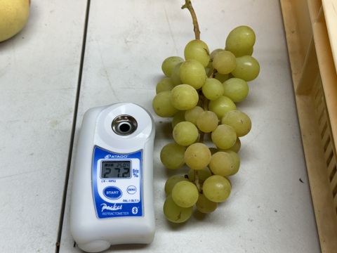 山梨県産【シャインマスカット】ご家庭用(訳あり品) 粒売りパック詰め1kg 種無し　常温便