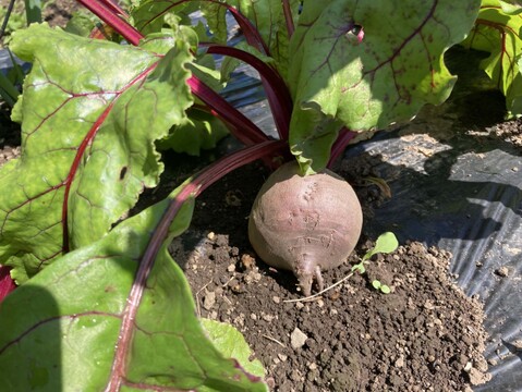 【奇跡の野菜！！】栄養満点スーパーフード、甘くて風味豊かな  ビーツ約1kg