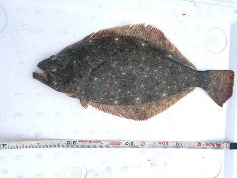 日間賀島漁師直送 天然ヒラメ37cm 0 7 必ず活きた個体を 血抜き 神経締めをしてその日のうちに発送します 愛知県産の魚介類 食べチョク 産地直送 産直 お取り寄せ通販 農家 漁師から旬の食材を直送