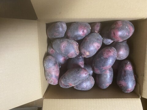 ★【新じゃが】濃厚な甘みのじゃがいも「グランドペチカ（デストロイヤー） 3Kg