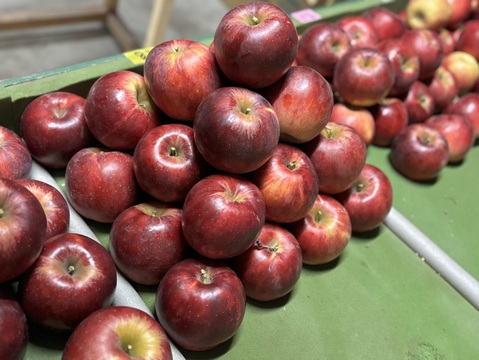 希少【紅玉(こうぎょく)】小玉・5kg🍎酸味が特徴で菓子作りにオススメ！