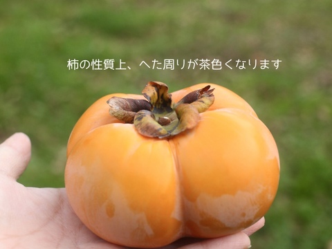 今季最終・富山の四谷柿（よたんがき）ご家庭用2.5kg前後