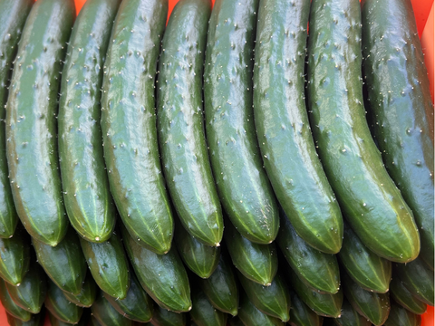 パリっと歯ごたえ！朝採れ岩瀬きゅうり！福島県須賀川市産「太陽きゅうり」３ｋｇ