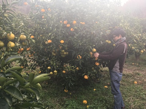 瀬戸内よりお届け！いまが旬の温州みかん（南柑20号）10㎏詰合せ【約60～80個・サイズ混合】