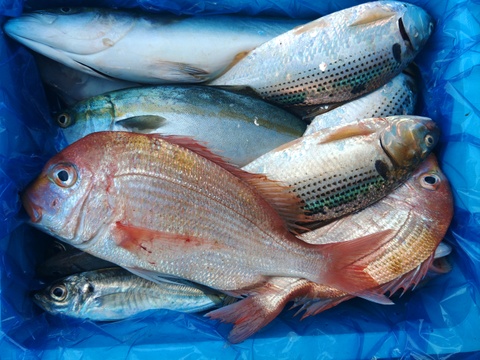箱いっぱい！深浦の天然鮮魚セット（80サイズ）【母の日ギフト】などにもどうぞ！