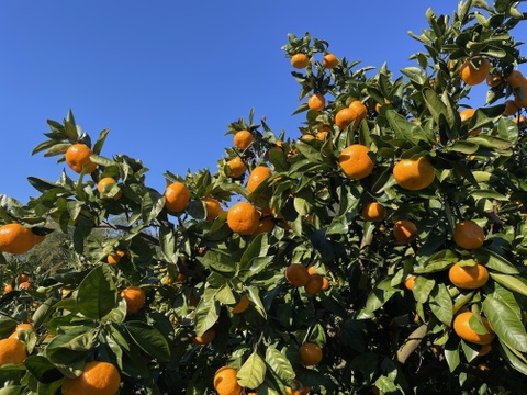 濃ーーーい甘さ！とくしま県・勝浦産『貯蔵みかん』【秀品】5キロ