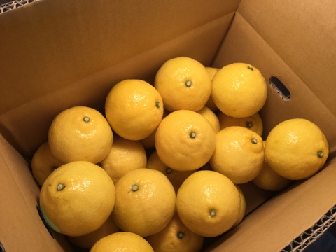 初春の柑橘食べ比べ❗️『清見タンゴール』と『はるか』大玉　2kg（各1kg）ご家庭用