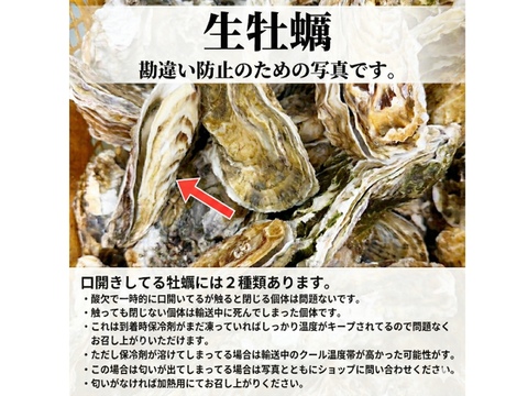 【期間限定10％値引き販売中】🦪 生食用３ｋｇ（18~48粒） 殻付き 牡蠣 牡蛎 殻付き牡蛎 kaki カキ 松島牡蠣屋 生牡蠣にも、BBQに最適🔥 海産物 オイスター A