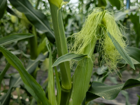 【予約販売｜5月末〜発送】朝採れ直送🌽甘さ爆発！HANA FARMのゴールドラッシュ ３kg