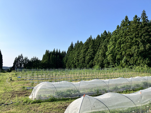 【野菜が美味ければポタージュも美味い！】ミントが香る、きゅうりと塩麹のギリシャ風冷製ポタージュ