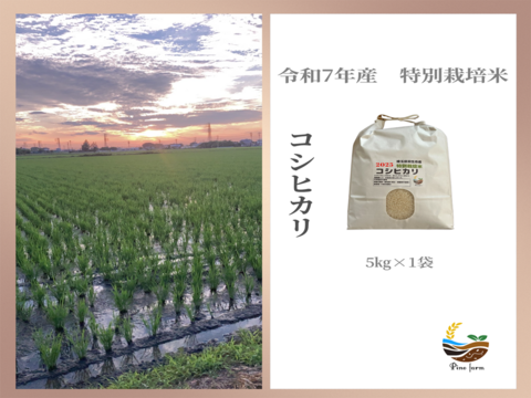 R7年産特別栽培米　 コシヒカリ　5㎏