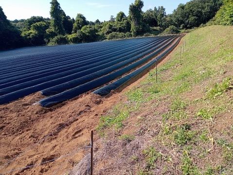 ねっとり熟成べにはるか2s~2Lサイズ（60ｇ～500ｇ）（ご家庭用・５キロ）洗いも対応いたします。