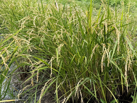 【令和7年】ミルキークイーン・再生二期作・玄米（10kg）【栽培期間中　農薬・化学肥料不使用】