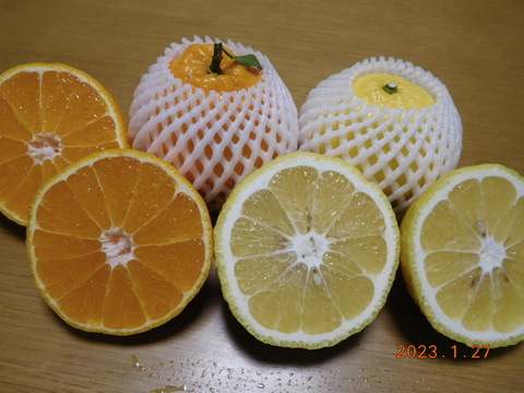 秀品🍊贈答に！
"不知火（伊豆デコ）" &"はるか"の　初春のうれしい食べ比べセット！ 　正味4.0㎏