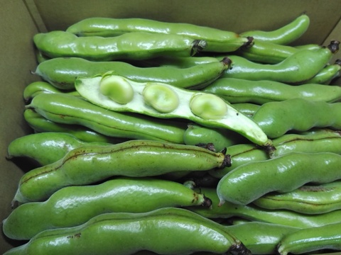 春の味覚たっぷり！指宿産そらまめ『いぶすき陵西』（ご家庭用・5kg）