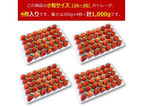 生食できる夏イチゴ 6月～11月発送 秋田県産 なつあかり 夏のしずく ご自宅用 ケーキやスイーツに 小粒サイズ  4トレー 1000g