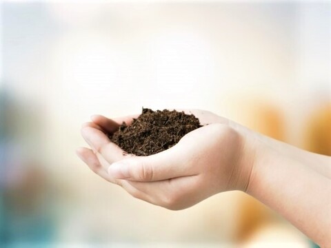 岡山県産朝採り甘くて果汁たっぷり！！
次世代品種【富士の輝】家庭用約1㎏以上（2房〜3房）
【予約販売】2026年8月上旬位から販売予定！！
天候により月日が前後する場合が御座います。