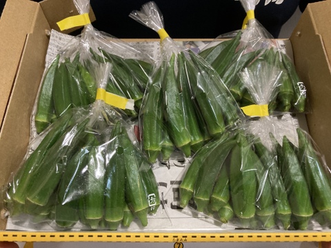 食べ切り🉐ネバネバたっぷり！石垣島産バラエティオクラ　5袋(1袋/13〜15本入)
小さいのや、大きいのや、太いのや、色々なオクラの詰め合わせ‼️