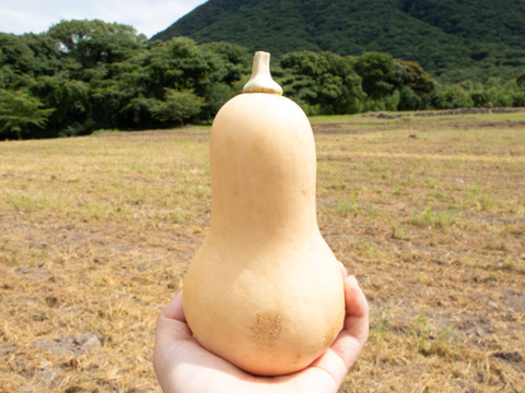 可愛い見た目とたくましさ｜島原育ちの濃厚バターナッツかぼちゃ｜繊維少なめでスープ・ポタージュに最適｜3個 約2kg