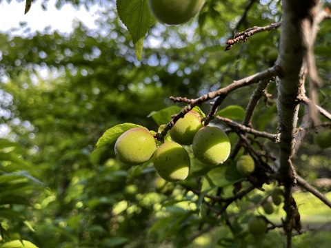 【甲州小梅】自然栽培 農薬不使用の安心青梅！サイズ混合1kg