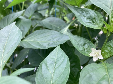 【1日1箱限定】激甘！ちびパプ【1㎏】＃栽培期間中農薬・化学肥料不使用