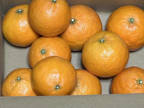 南津海　「なつみ」　約1.8kg 　ご家庭用