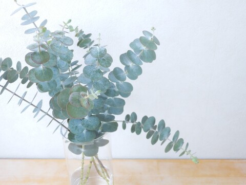 ユーカリ枝物【ベイビーブルー】(30～40㎝/10本)インテリアをおしゃれに！アレンジにも