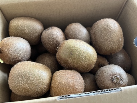 ジューシーな果肉！安心安全の“有機JAS認証栽培”和歌山県古果園キウイフルーツ サイズ混合 【たっぷり 3kg】