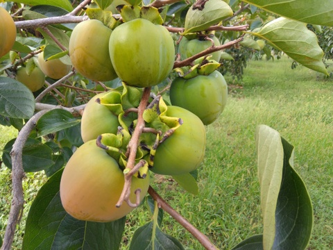 「山梨県産」甲州百目（干し柿用渋柿）ご家庭用5ｋｇ（15～22個）