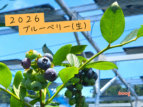 農薬不使用！旬のブルーベリーを食べ比べ！(150g×４)