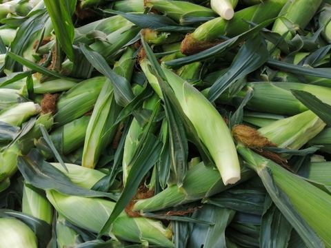 【朝採り】千葉県銚子産白いとうもろこし【ピュアホワイト】13本