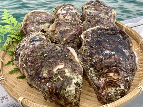 【限定品】天然岩牡蠣（小〜中）8枚