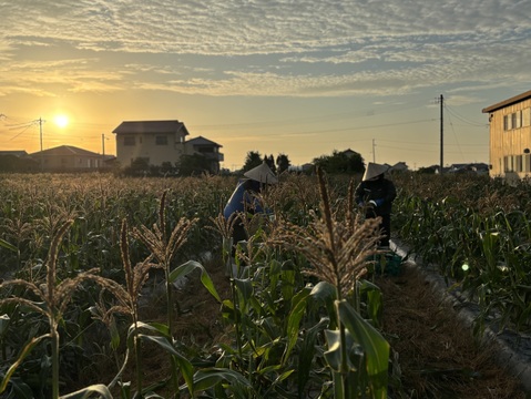 朝採り、当日発送！🌞甘みたっぷりスイートコーン！🌽12本入り【令和7年6月発送・予約限定】