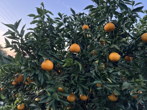 【年末までの限定100箱！】柑橘の女王 ゴールドクイーン4.5キロ