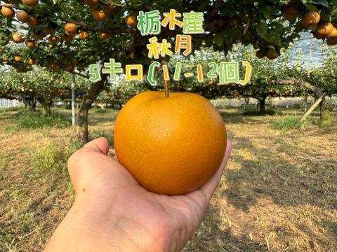 ジューシーなあきづき梨　栃木産　5キロ(11-12)