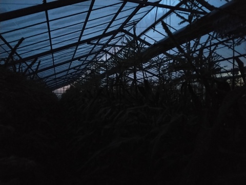 本日発送🌽サニーショコラ🌽(13～16本)