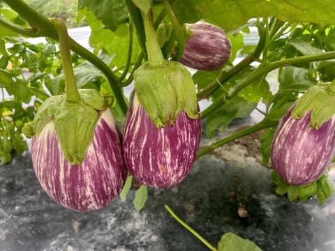 【北海道産】ニンニクと仲間の野菜たち　詰め合わせセット【農薬を使用せず自家栽培】