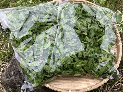 清涼感♪自然栽培スペアミント200g