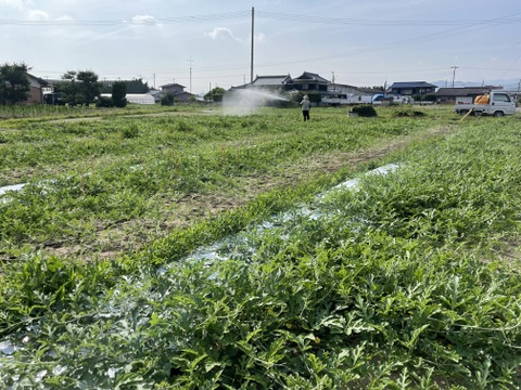 農薬・化学肥料栽培中不使用！ピノガール1個