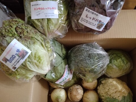 淡路島からの野菜6種❣️お任せセット(^-^)v❣️野菜セット