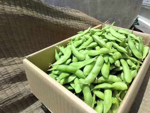 【値引き訳アリ】さやが黄色っぽくなってしまいましたが、中身はめちゃおいしいと評判！秋のえだまめ　有機JAS　たっぷり2ｋｇ　鹿児島県産　パンパンぷっくり食べごたえ◎　そのやま農園