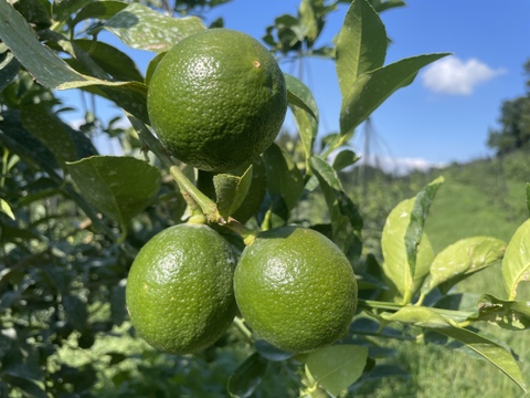 【今が旬！】グリーンマイヤーレモン、果汁たっぷり！5キロサイズ